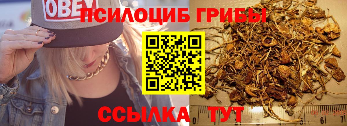 Алексин  Псилоцибиновые грибы Psilocybine cubensis  Вход с VPN 